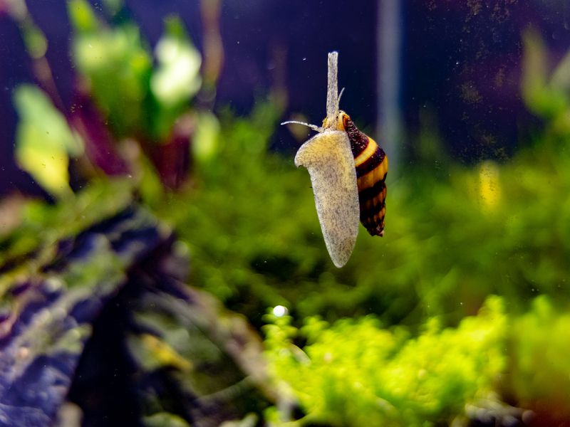 Assassin Snails