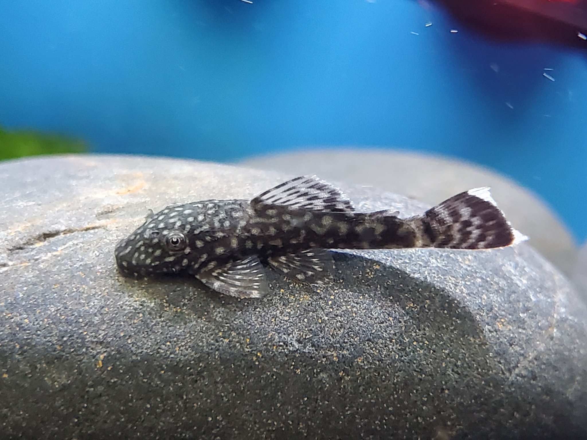 Biggest pleco