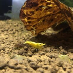 24k Yellow Shrimp
