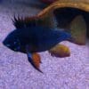 Dark Knight Rams