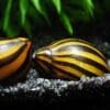 Zebra Nerite Snails