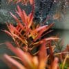 Rotala H'ra