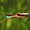 Black Bar Endler Guppy