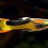 Half Black Yellow Tuxedo