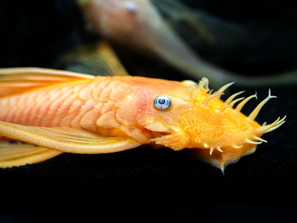 Blue Eye Lemon Bristlenose