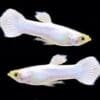 Platinum Guppy - Pair