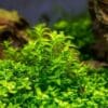 Pearlweed