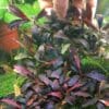 Bucephalandra Peacock