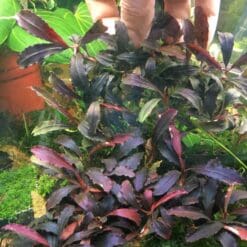 Bucephalandra Peacock
