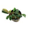 Bucephalandra Super blue