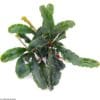 Bucephalandra Wavy Leaf
