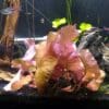 Dwarf Aquarium lily