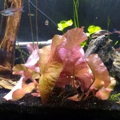 Dwarf Aquarium lily