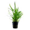Java fern - Narrow