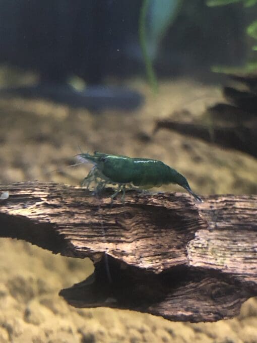 Green Jade Shrimp