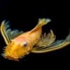 Longfin Blue Eye Lemon