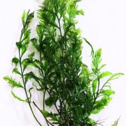 Bolbitis Heteroclita