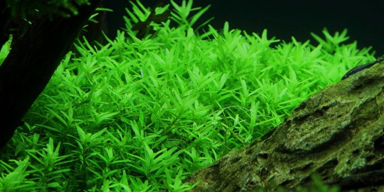 Rotala Green (6+ Stems) (Submerged Grown)