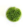 Riccia fluitans