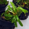 Bucephalandra Biblis green