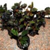 Bucephalandra Black Swan