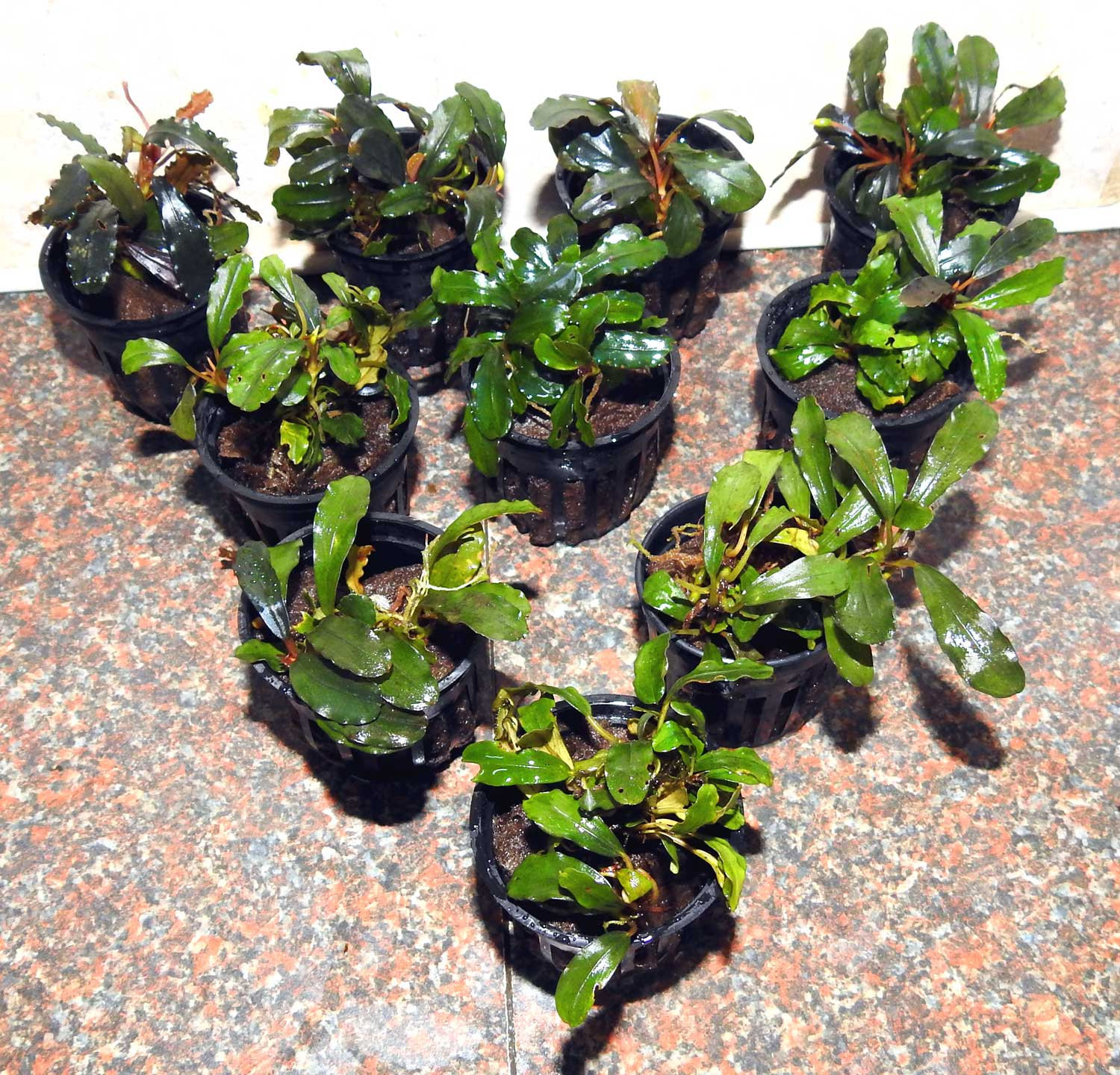 Bucephalandra Shining Blue