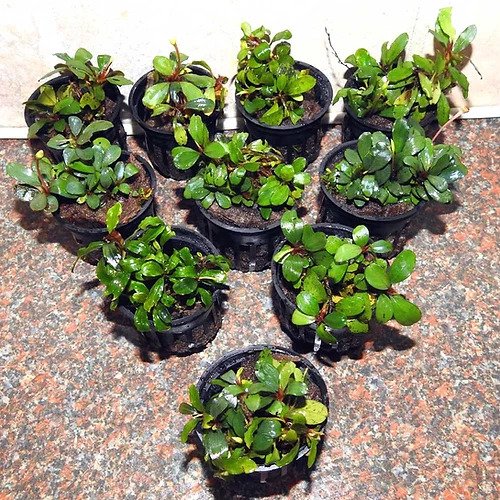 Bucephalandra Silver Aurora