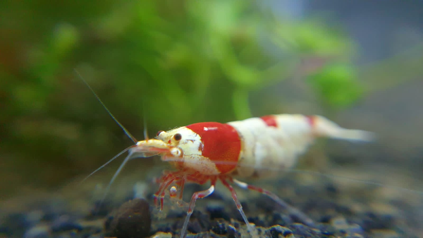 Shrimp Sensei