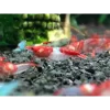 Red rili shrimp