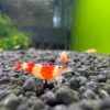 crystal red shrimp