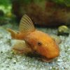 Super Red Bristlenose Pleco