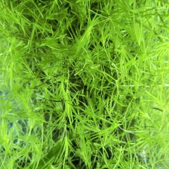 Guppy Grass - small cup