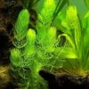 Hornwort (30cm)