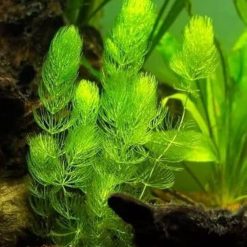 Hornwort (30cm)