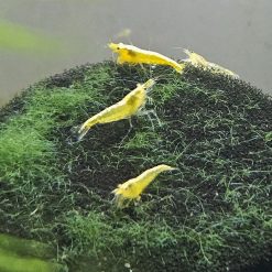 Yellow Neocaridina Shrimp (10 pack)