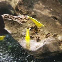 Alternative view of Yellow Neocaridina Shrimp (10 pack)