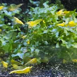 Yellow Shrimp (10 pack)