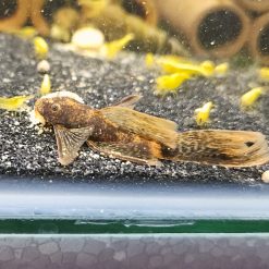 Alternative view of Longfin Calico Bristlenose Pleco (5cm+)