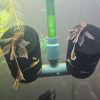 Longfin Calico Bristlenose Pleco (5cm+)