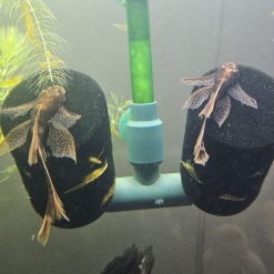 Longfin Calico Bristlenose Pleco (5cm+)