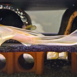 Male Longfin Blue Eye Lemon Bristlenose Pleco (mature)