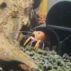 Orange Mexican Dwarf Crayfish