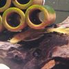 Blue Eye Lemon Bristlenose Pleco - Male (mature)