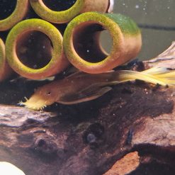 Blue Eye Lemon Bristlenose Pleco - Male (mature)