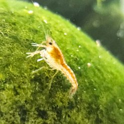 Alternative view of Orange Mexican Dwarf Crayfish