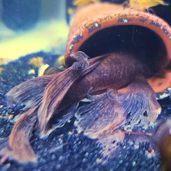 Alternative view of Male Longfin Calico Bristlenose Pleco (fully mature)