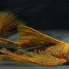 Male Longfin Calico Bristlenose Pleco (fully mature)
