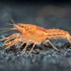 Orange Mexican Dwarf Crayfish