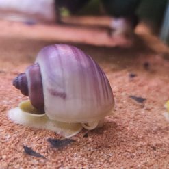 Magenta Mystery Snail