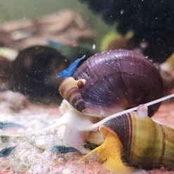 Alternative view of Magenta Mystery Snail